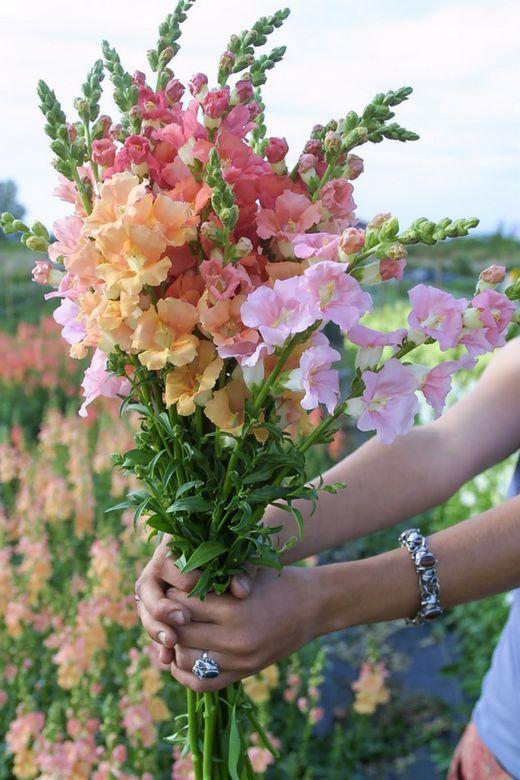 Whispers of Spring Elegance Bouquet